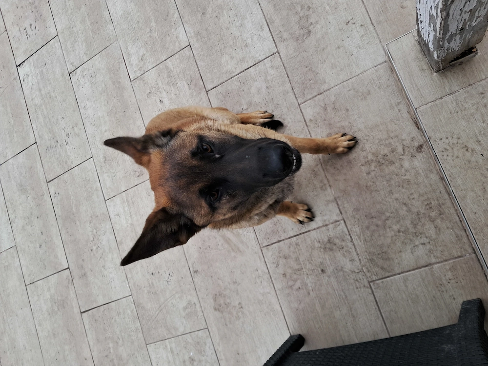 Malinois kutya eladó