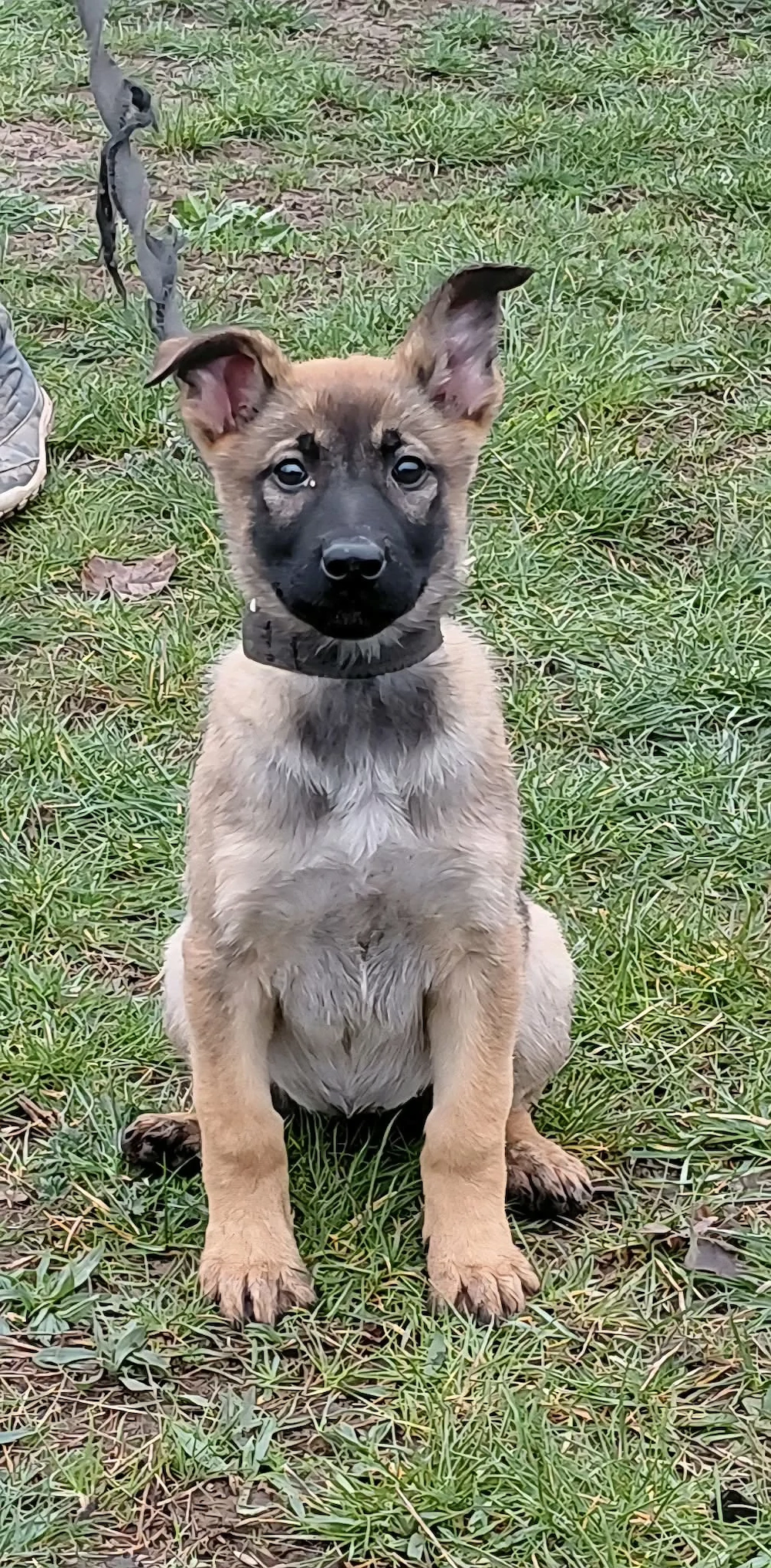 Német juhász jellegű kiskutyák szerető gazdit keresnek 