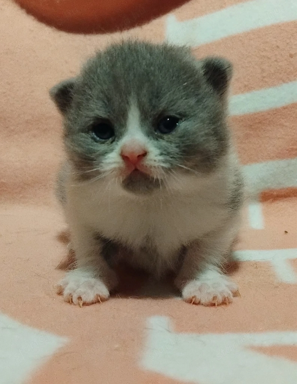 Brit kiscicák foglalhatóak