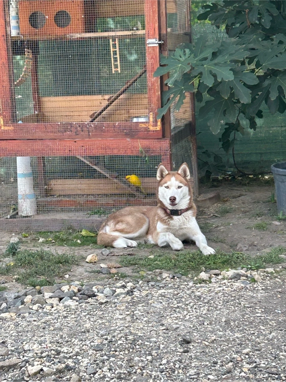 Vörös husky szuka eladó