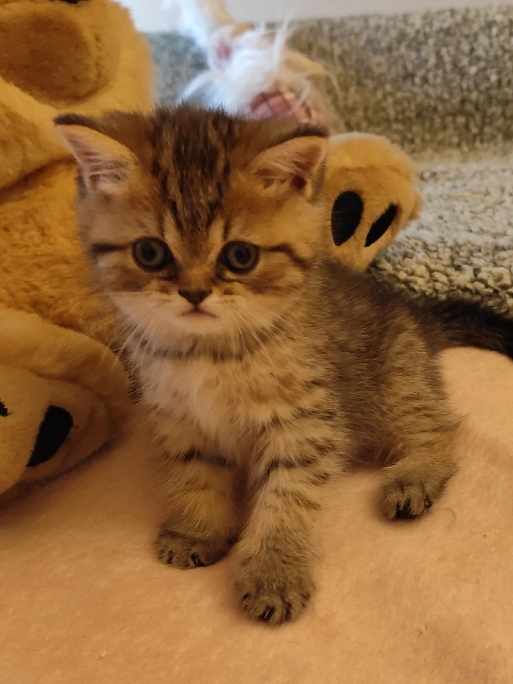 Minőségi brit fiú