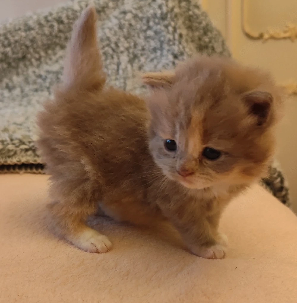 csodás hosszú szőrű brit kislány 