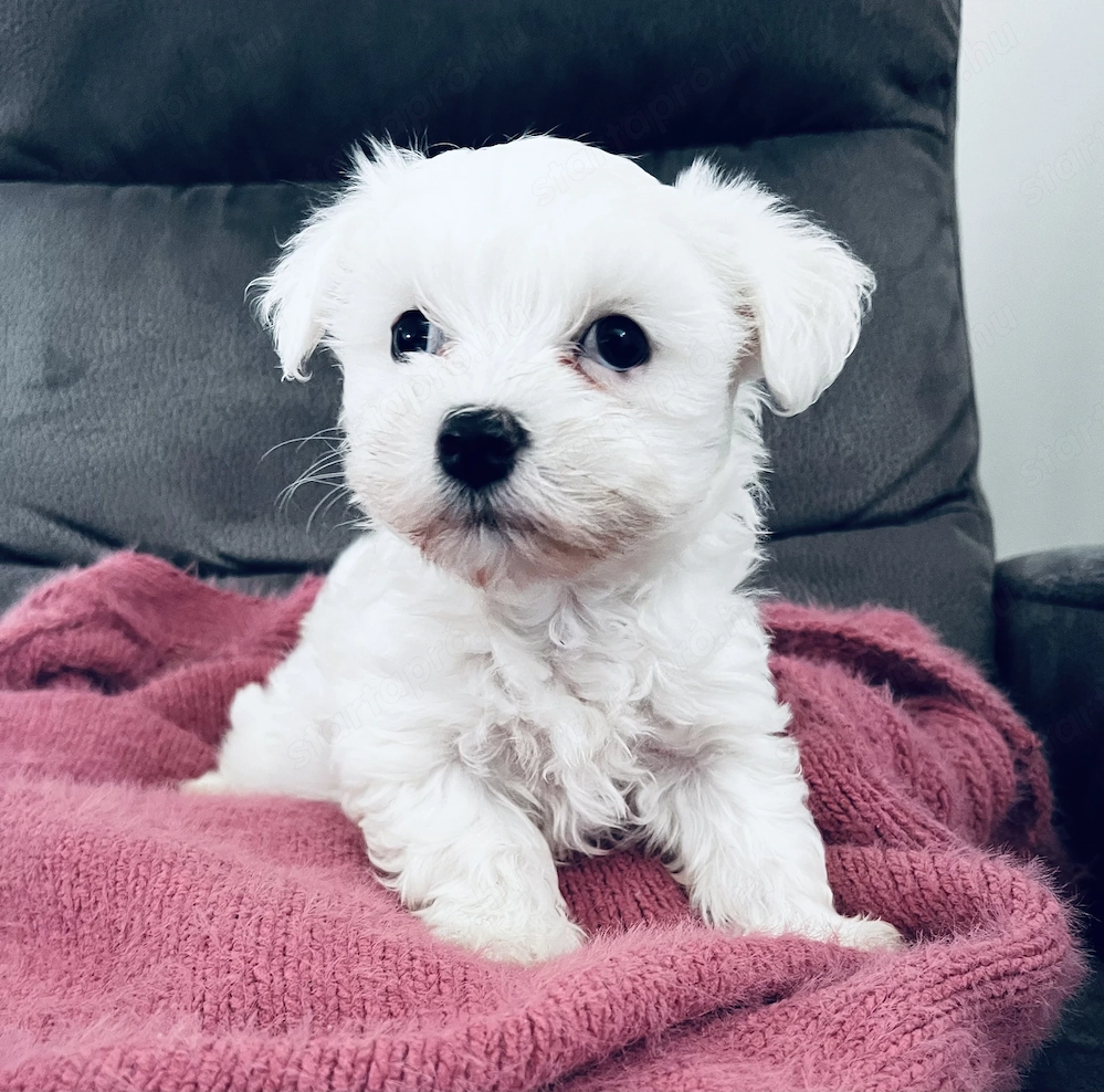 Máltai selyem kiskutya