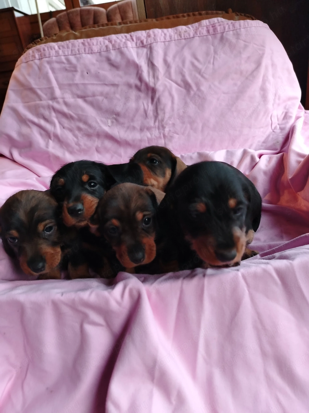 Fajtatiszta Törpetacskó eladó