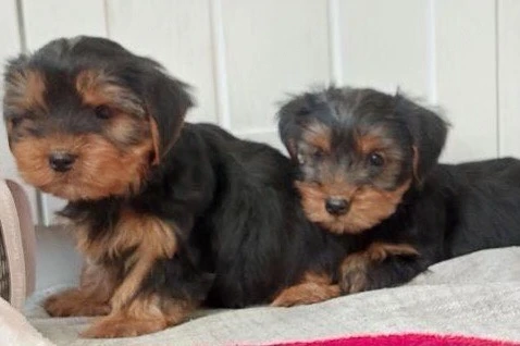 Yorkshire terrier kiskutyák