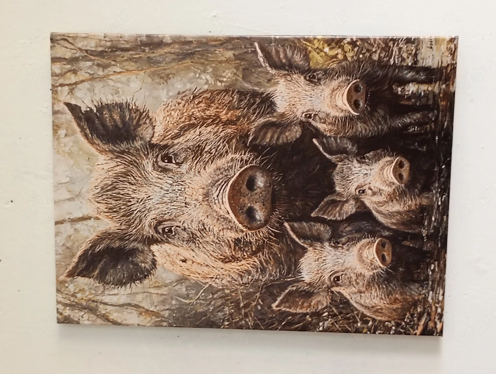 vaddisznócsalád Vászonnyomat  40   30 cm  12000ft óbuda