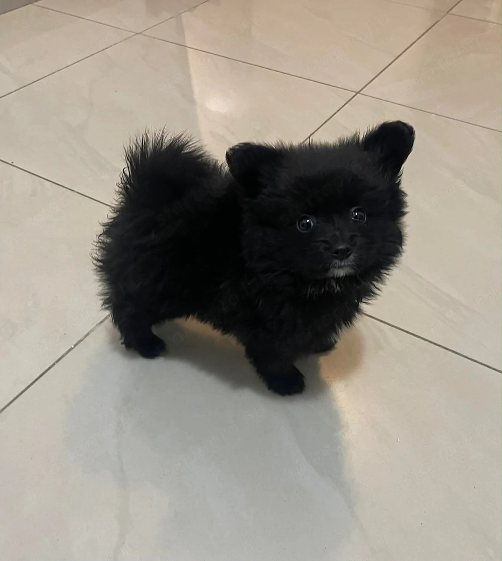 Ritka szép Pomerániai Törpe Spitz kislány