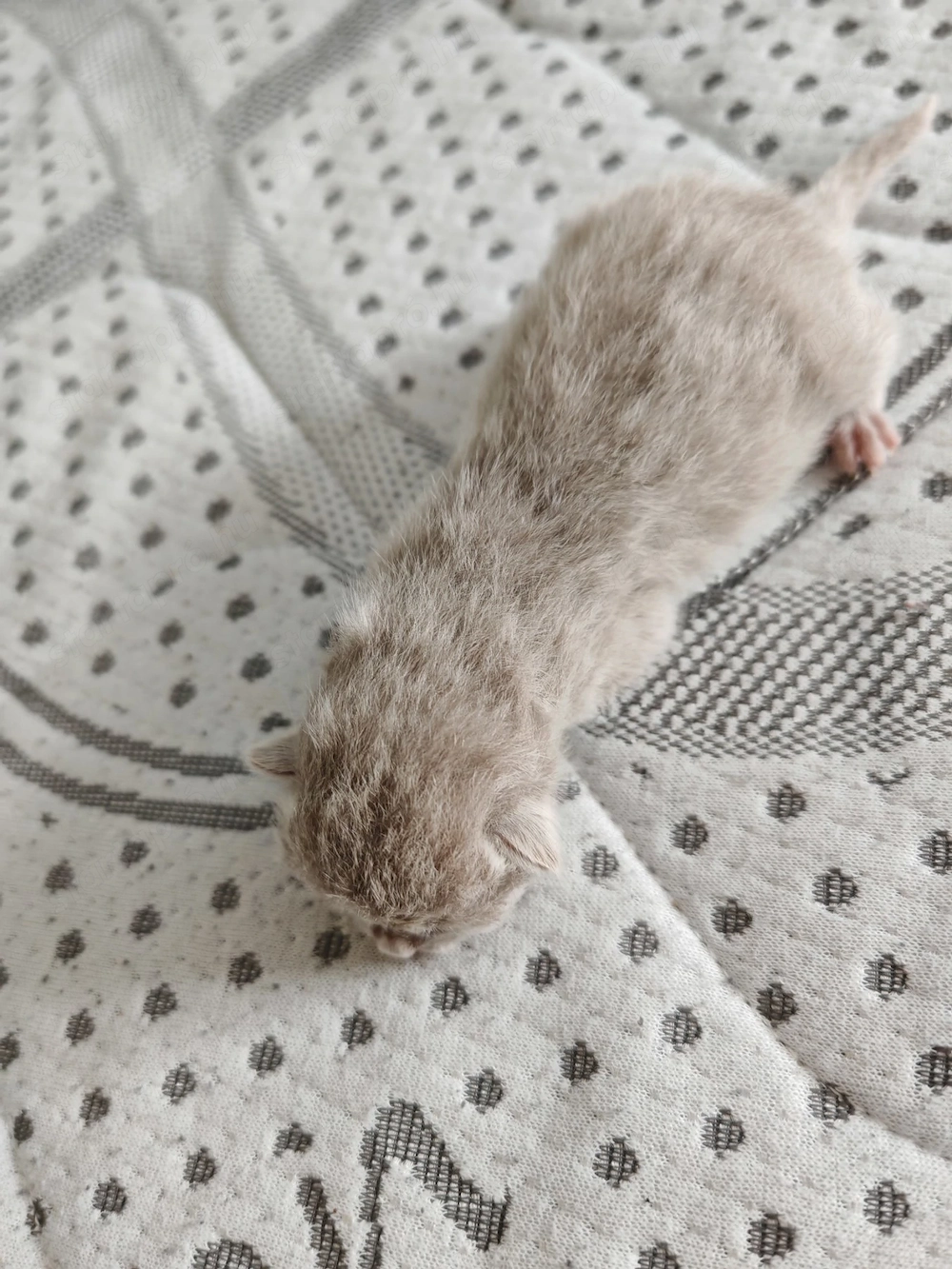 Brit babák foglalhatók 