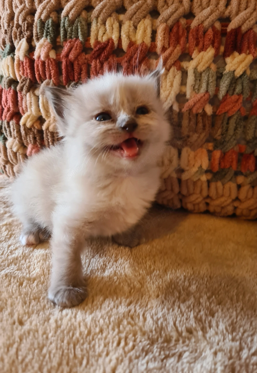 Törzskönyvezett szülőktől Ragdoll babyk foglalhatók!