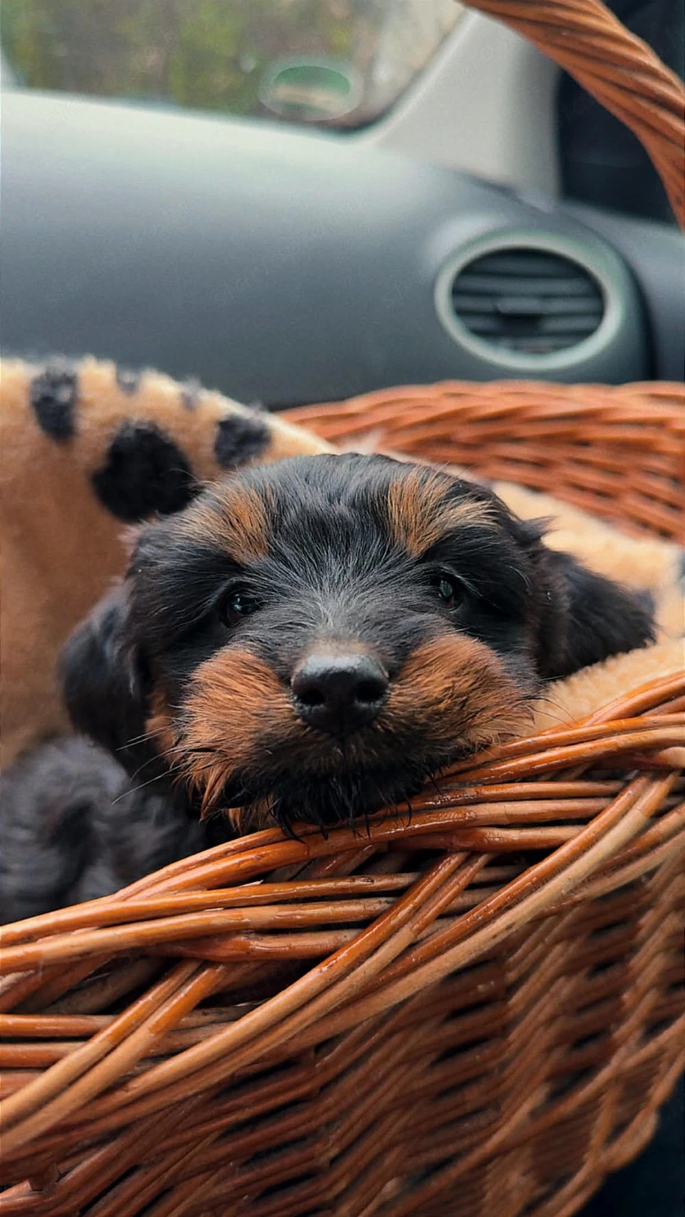 Yorki kislány kiskutya