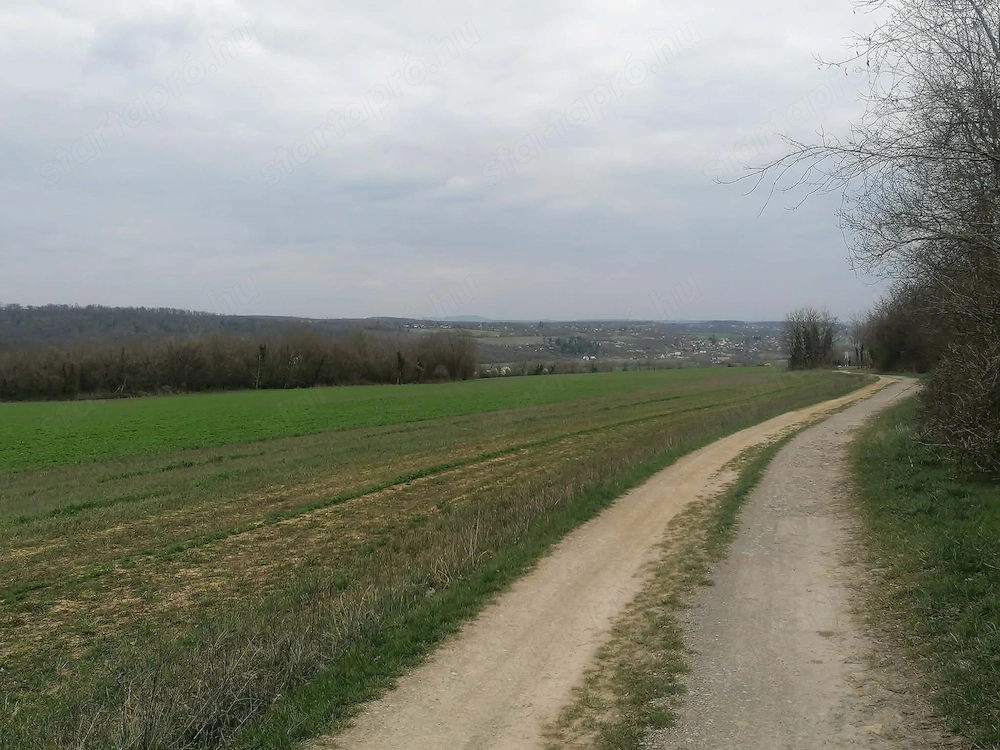 Eladó Helesfán  Pécstől  25 km re( 20 perc autóval)   a Pécsi szőlő bor termelő vidéken .1.5 hektár 