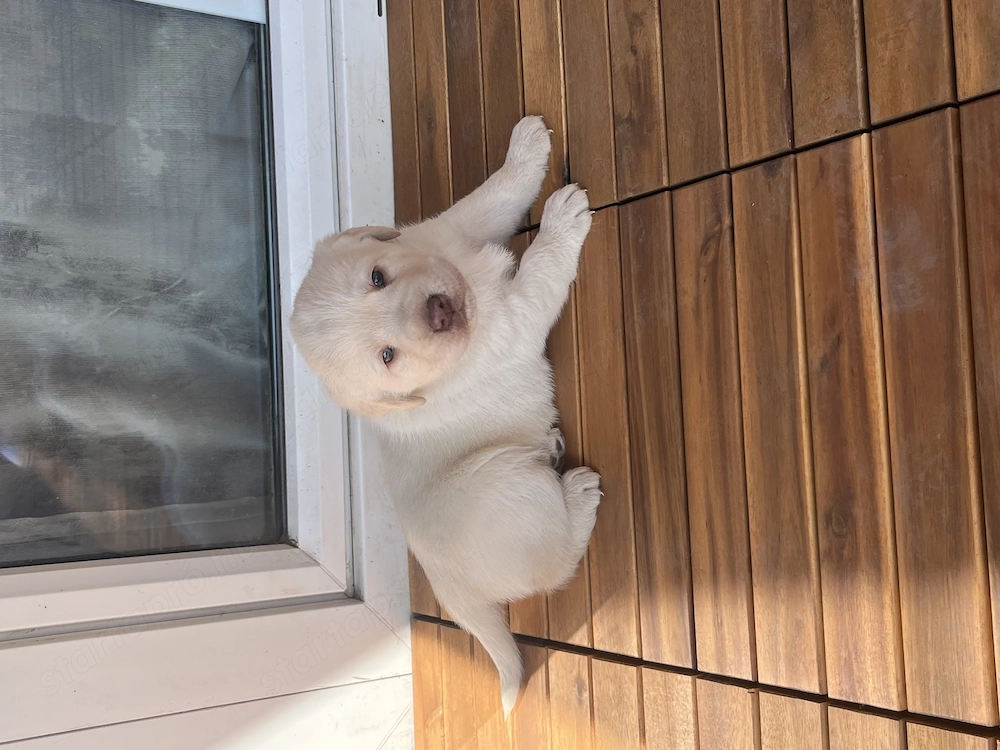 Eladó labrador retriever