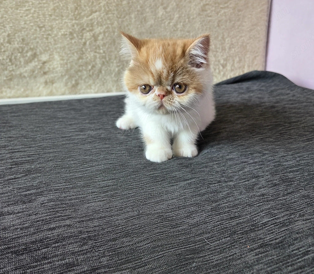 Exotikus kandúrcica eladó