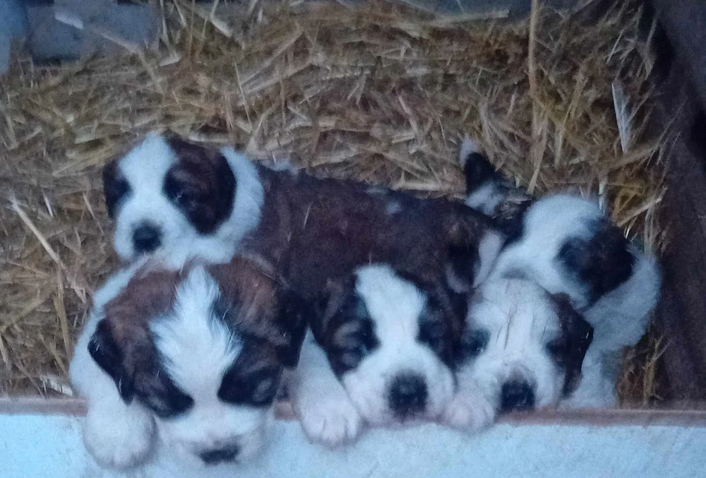 Moszkvai Őr kiskuty k elad k