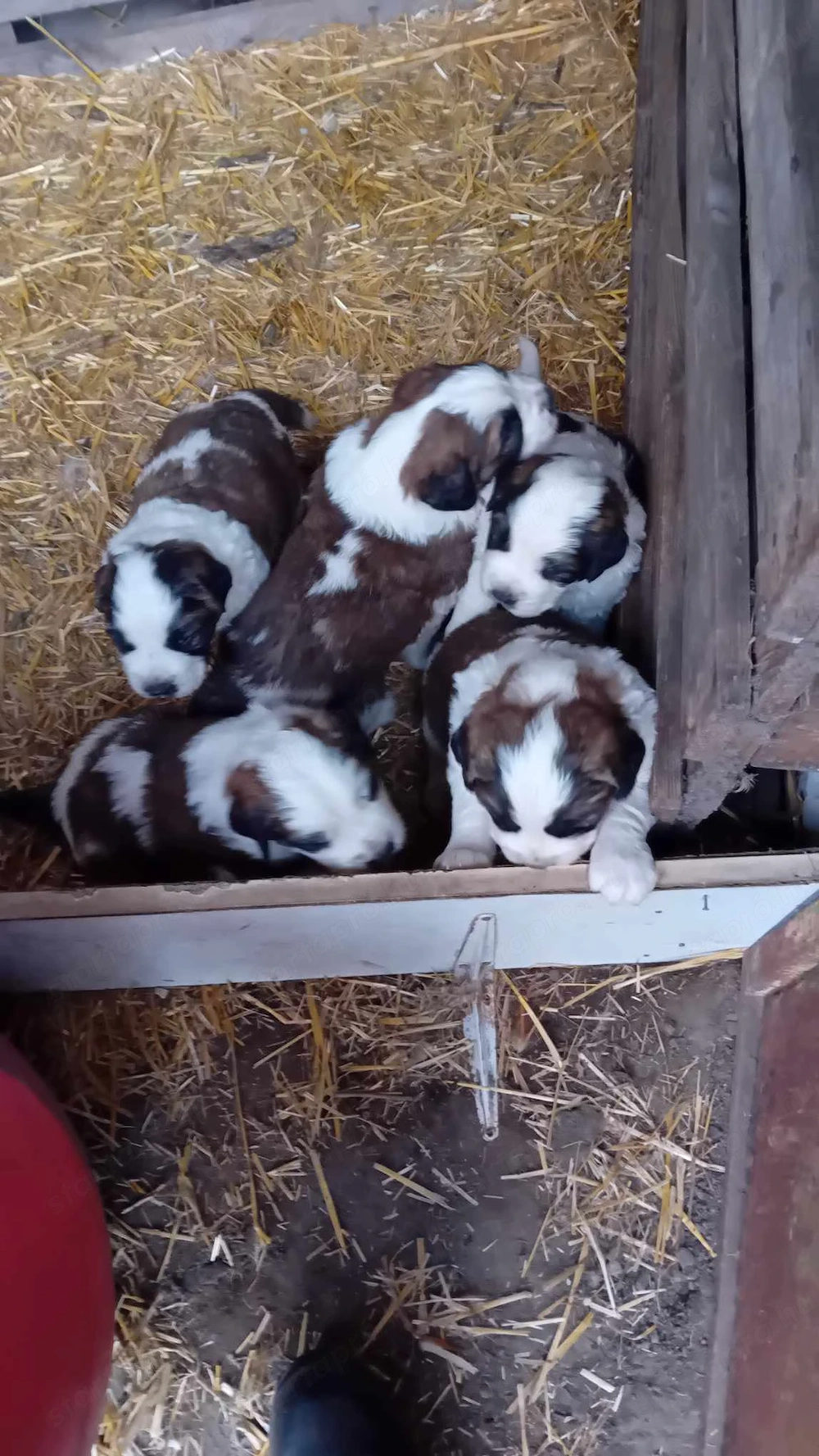 Moszkvai Őr kiskutyák