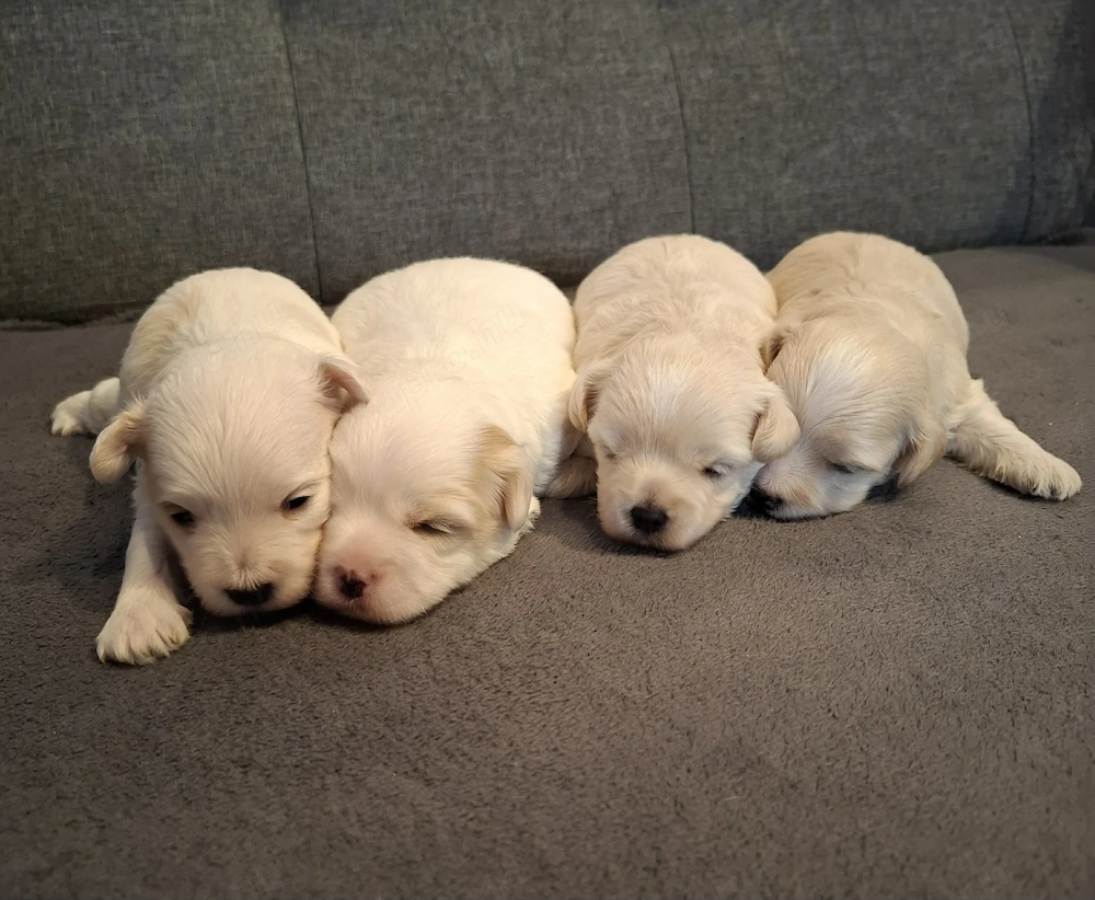 Maltipoo fajtatiszta jellegű  kiskutyák foglalhatóak 
