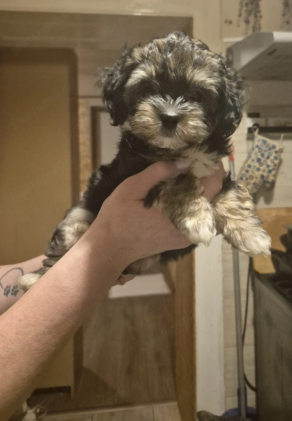 Yorkie-Bolognese kiskutya 