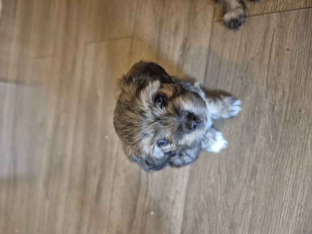 Yorkie-Bolognese kiskutya 