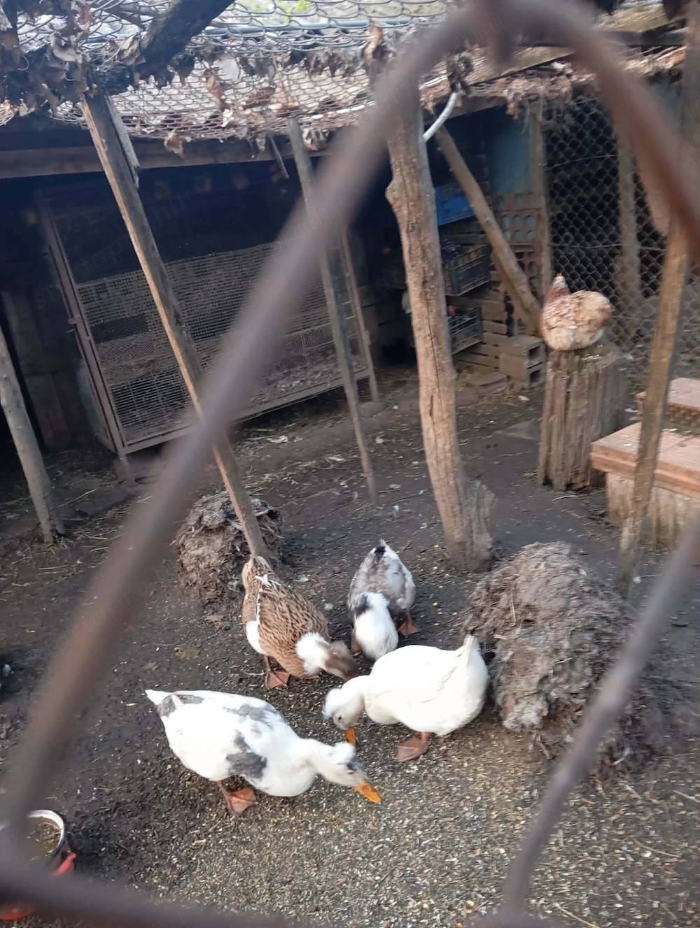 Búbos kacsa eladó AKCIÓS! SÜRGŐS!