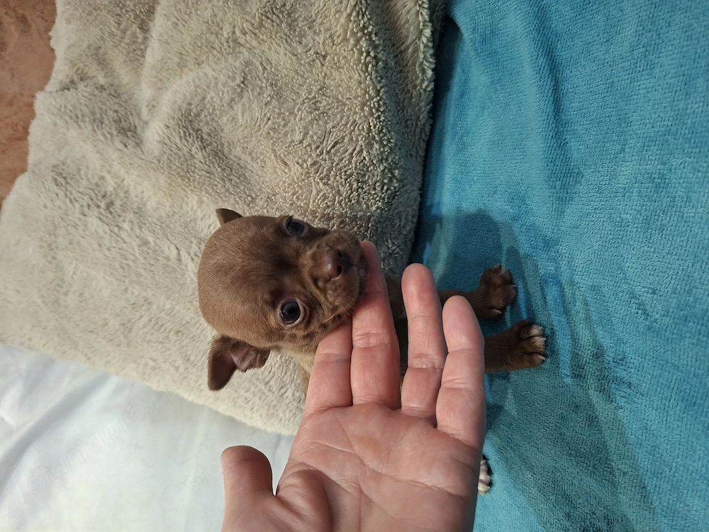 Fajtatiszta csivava babák foglalhatóak.