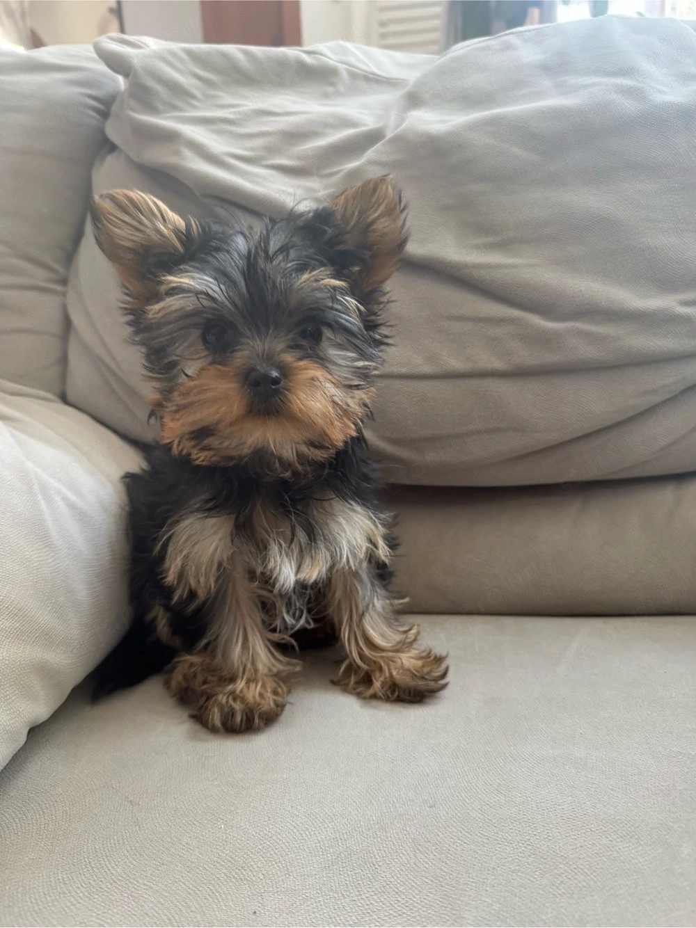 Yorkshire terrier kiskutyák