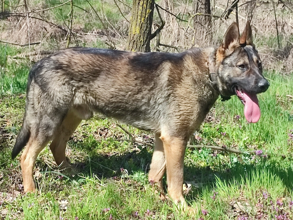 Német juhász , németjuhász
