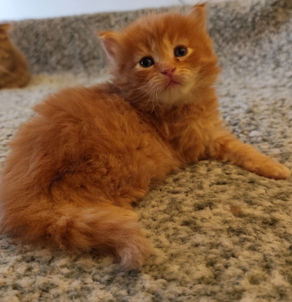 Brit fiúk foglalhatók 