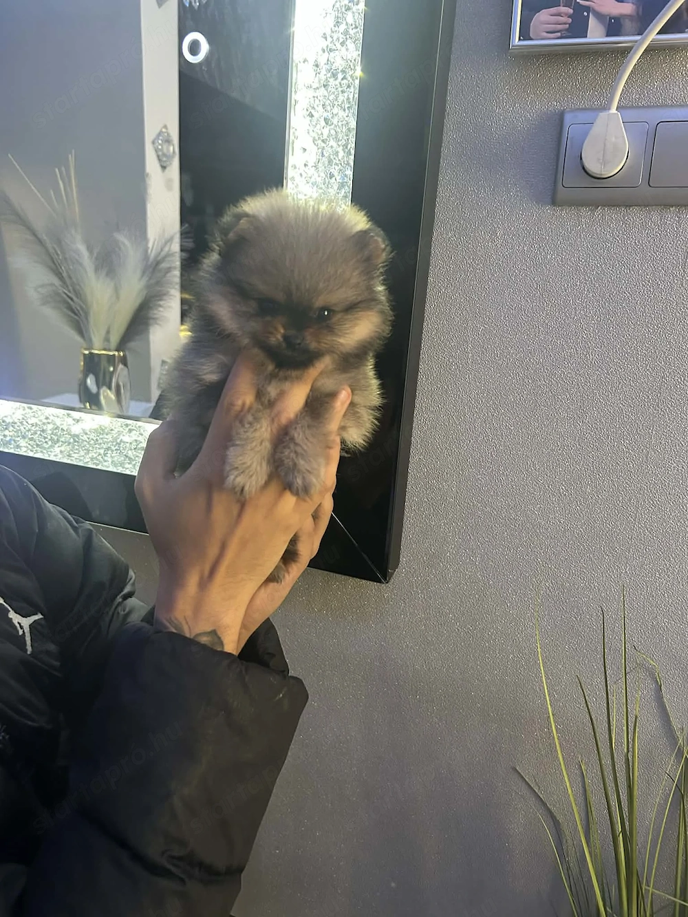 Pormerámiai törpe spicc 