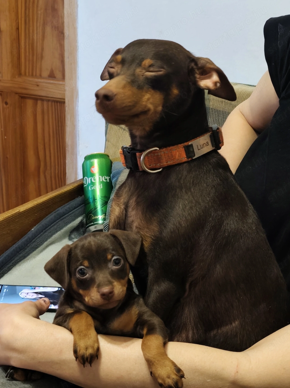 Barna cser törpe pincser kölykök 