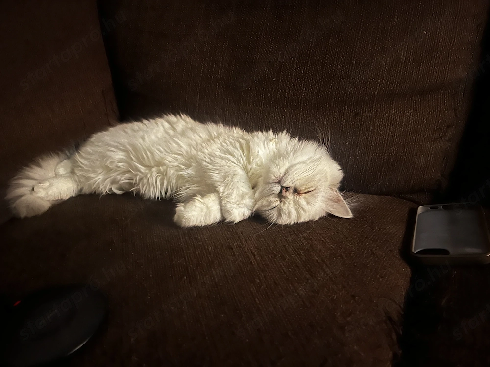 Perzsa cicák eladó