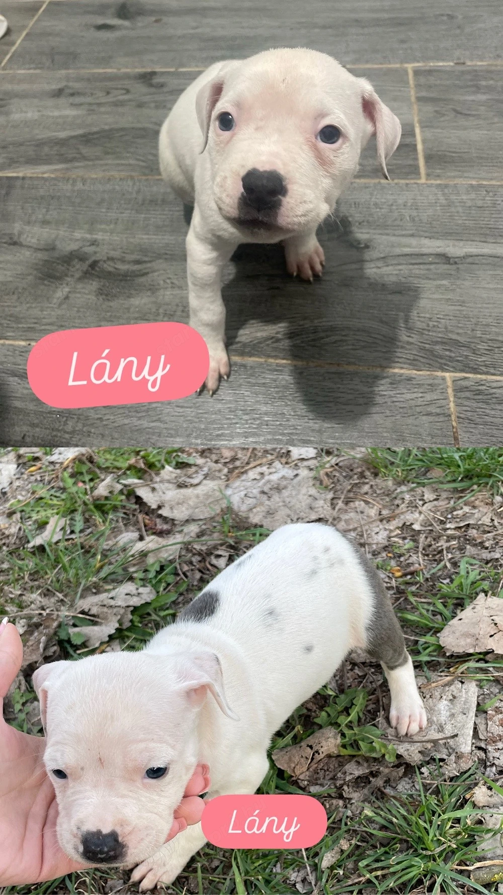 Amstaff kiskutyák eladóak