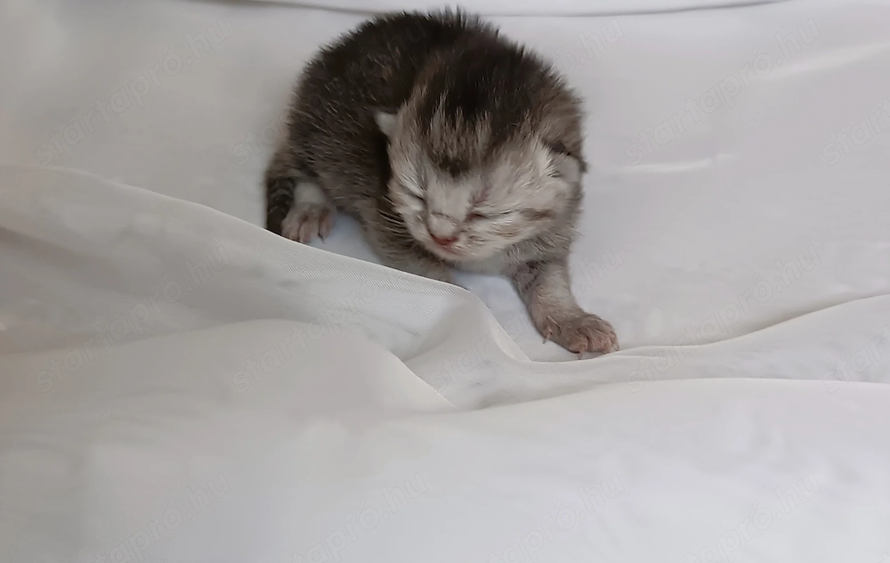 Brit kiscicák foglalhatóak