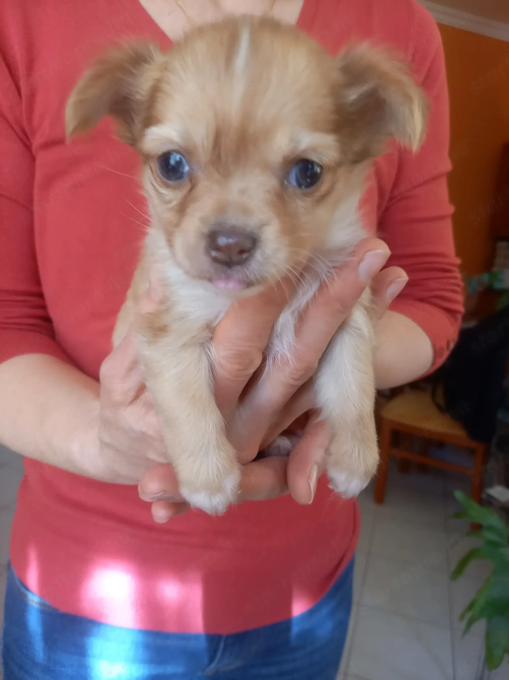 Csivava kiskutyák eladók