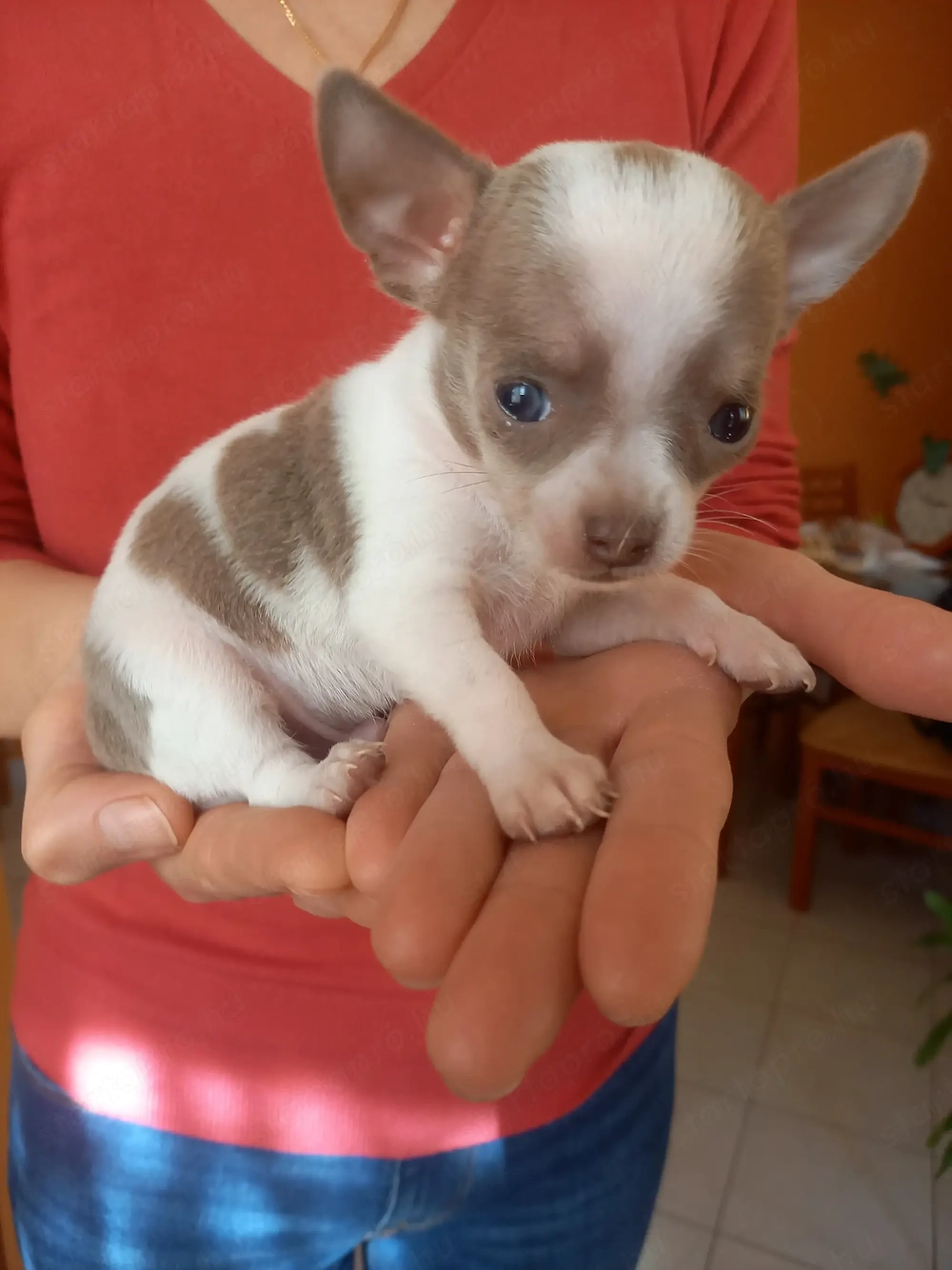 Csivava kiskutya eladó