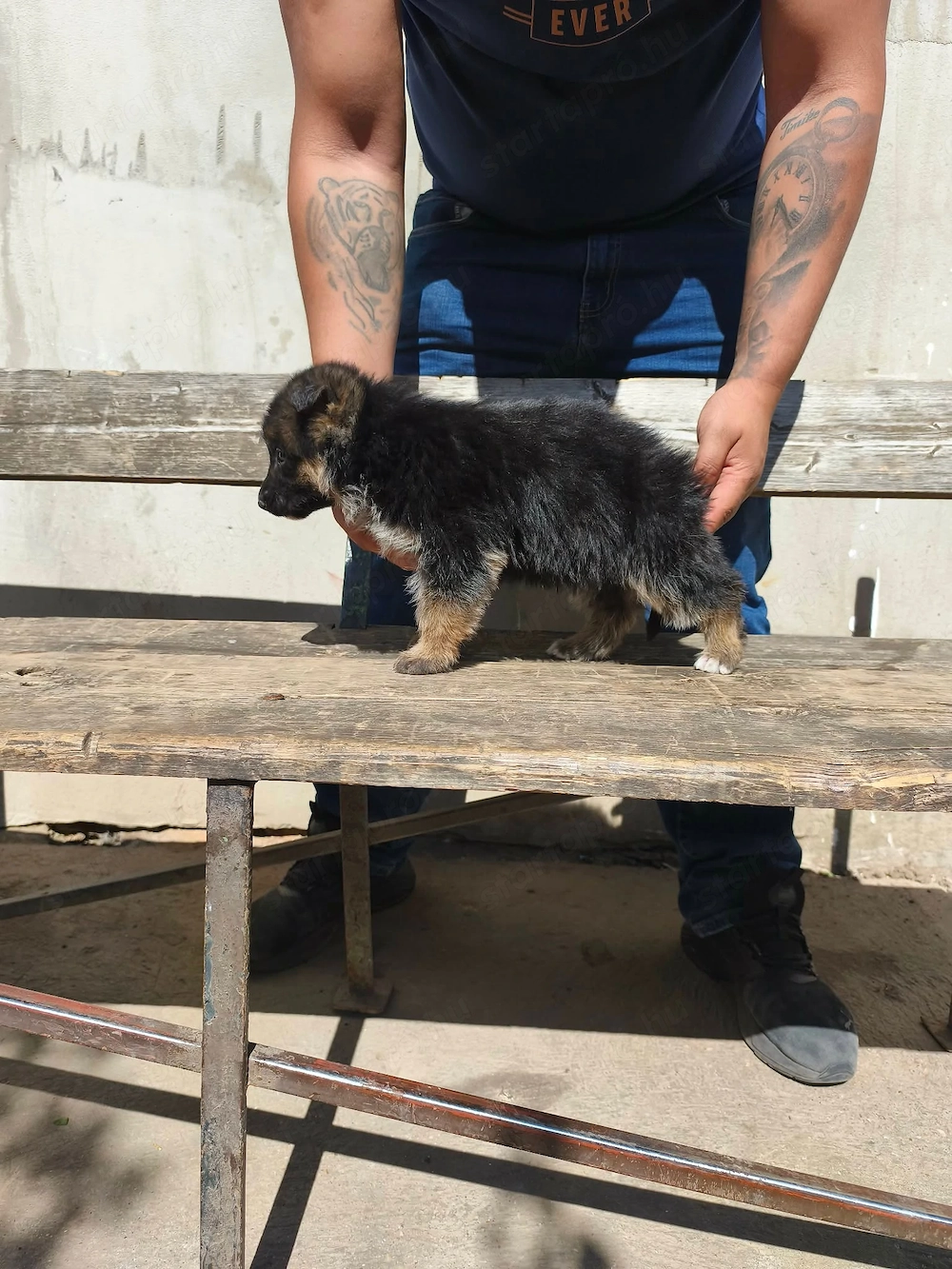 Eladó Németjuhász 