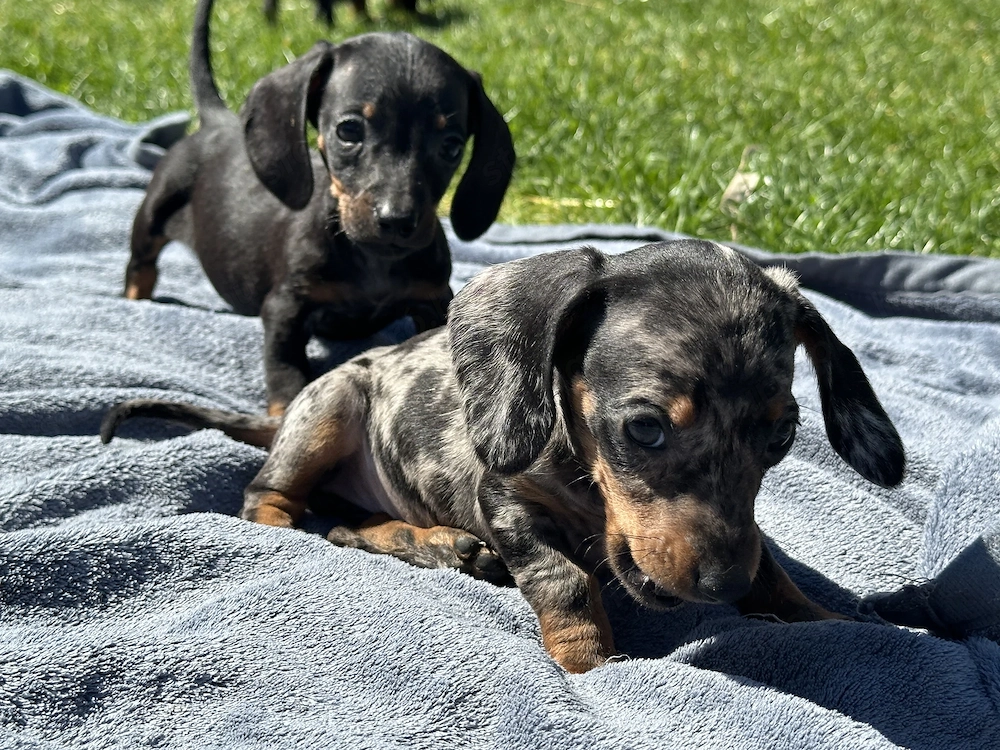 Törpe tacskó kiskutyák 