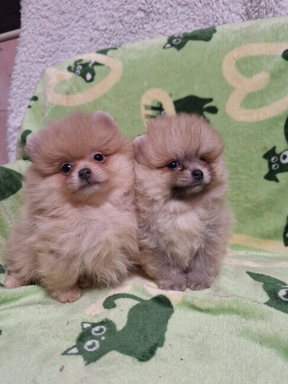 Igazi mini pomeraniai törpe spicc kisfiúk.