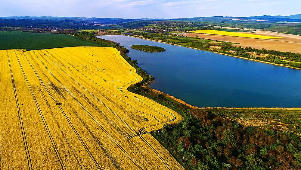 Eladó Helesfán  Pécstől  25 km re( 20 perc autóval)   a Pécsi szőlő bor termelő vidéken .1.5 hektár 