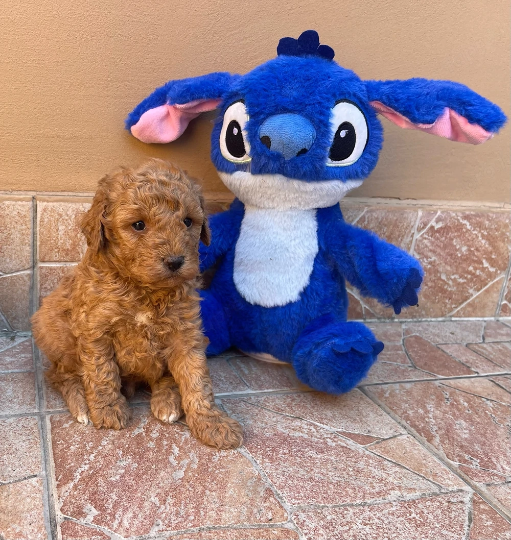 Toy Uszkár kiskutyák