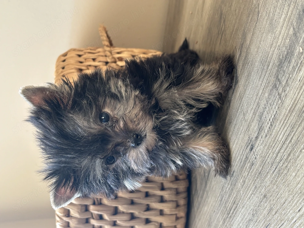 Igazi extramini Yorki kiskutya, fiú