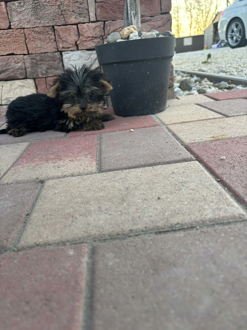 Yorki mini kisfiú gazdit keres