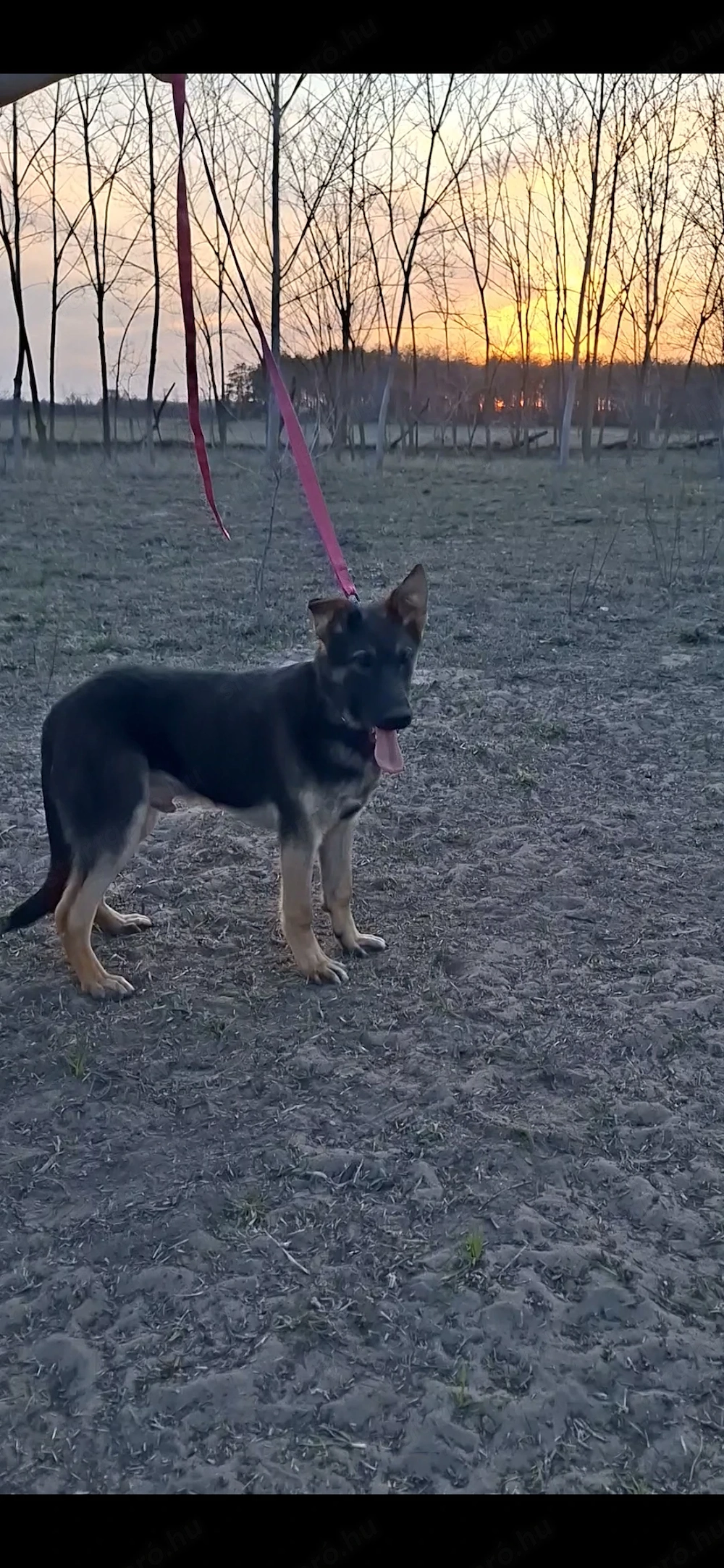 Német juhász belga keverék munkavonalú növendék kan eladó