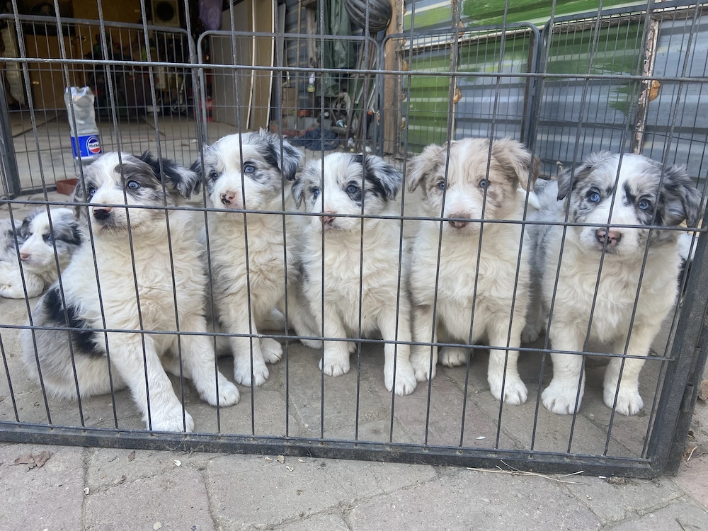 Border collie kisfiúk