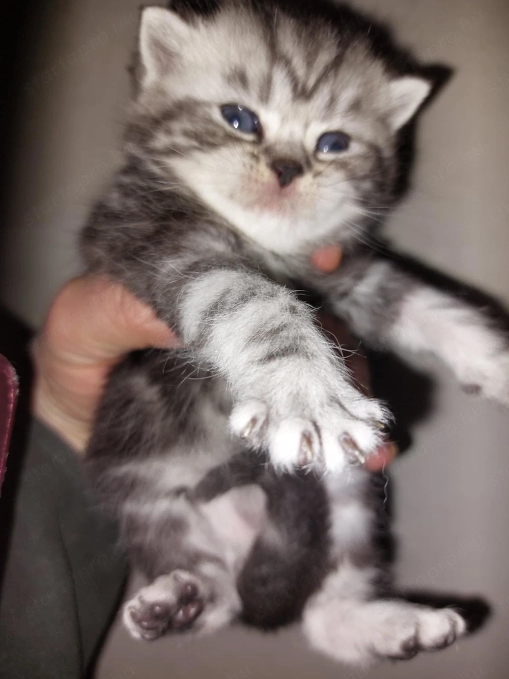 Brit rövid szőrű ,fekete-ezüst tabby kiscicák eladók.