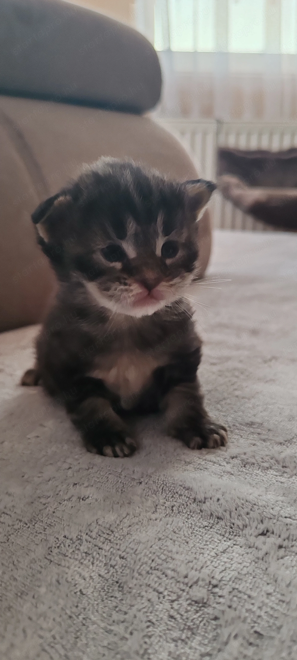  Main Coon cicák foglalhatóak