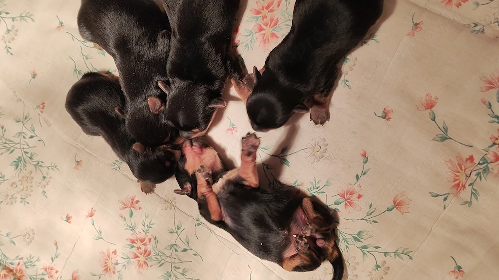 Yorkshire terrier kiskutyák foglalózhatók