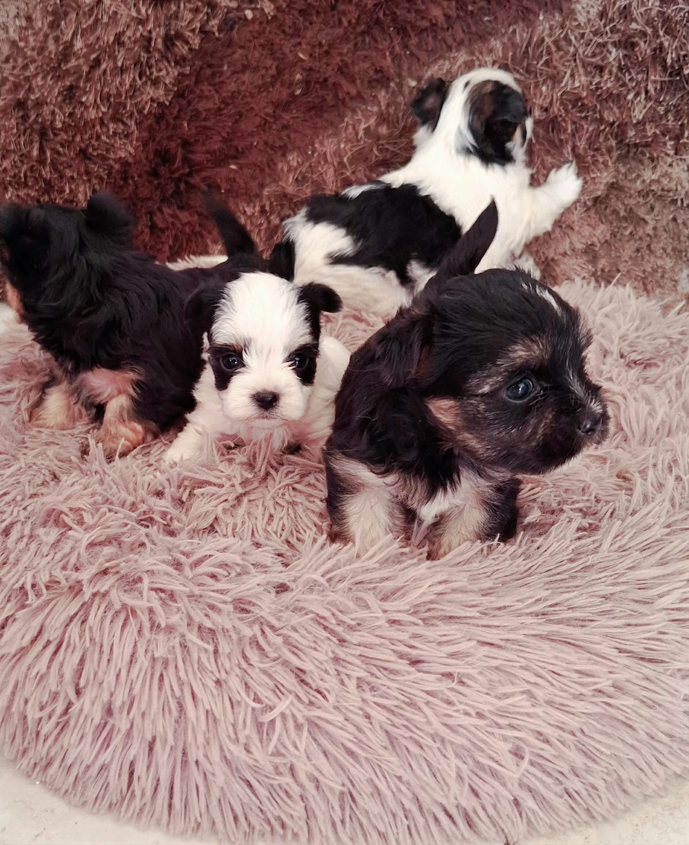 Yorkshire terrier , Yorki , Biewer yorki
