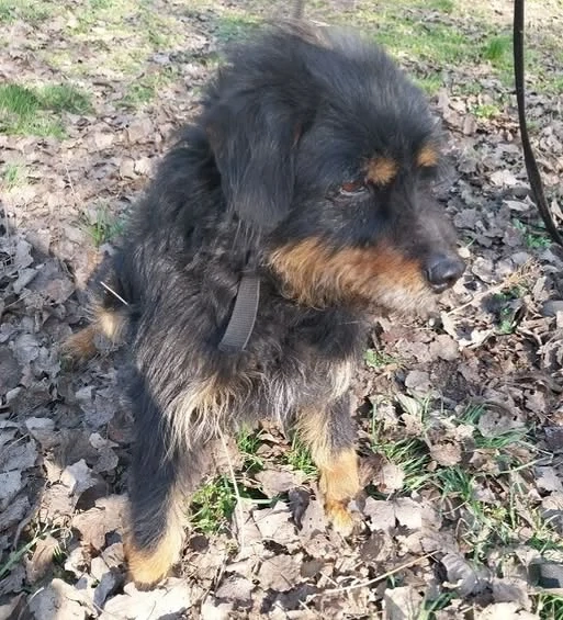 Gazdit keresünk a 9 évesen leadott Marcinak