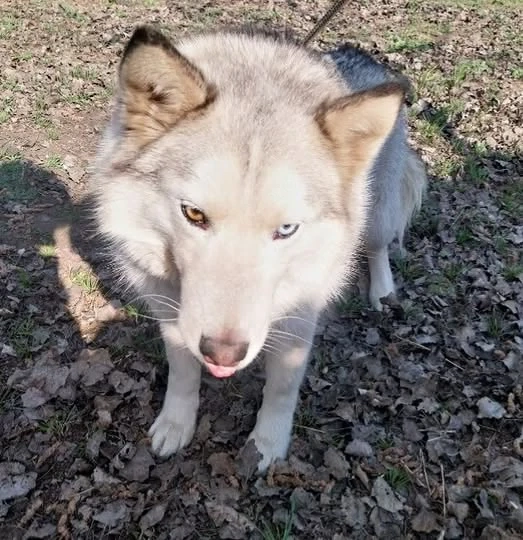 Edgár az utcák vándora,szerető gazdira vár.