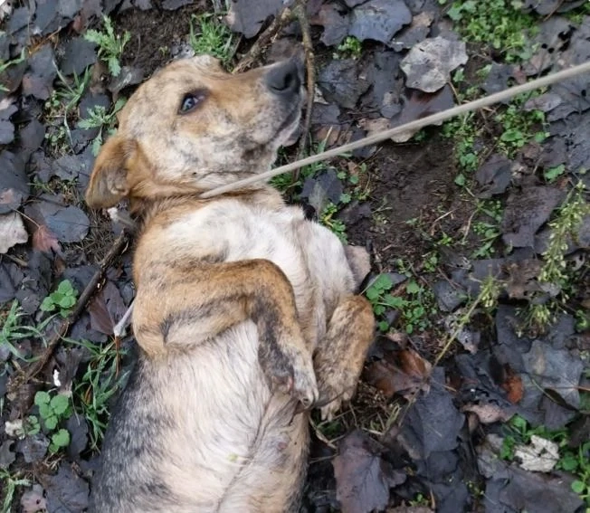 Gazdit keresünk a gyepmesteri telepről mentett Fülinek